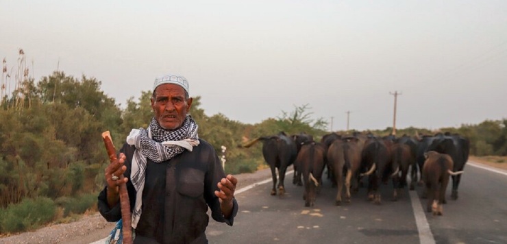 گاوها آبمعدنی نمیخورند! گاوها آبمعدنی نمیخورند!