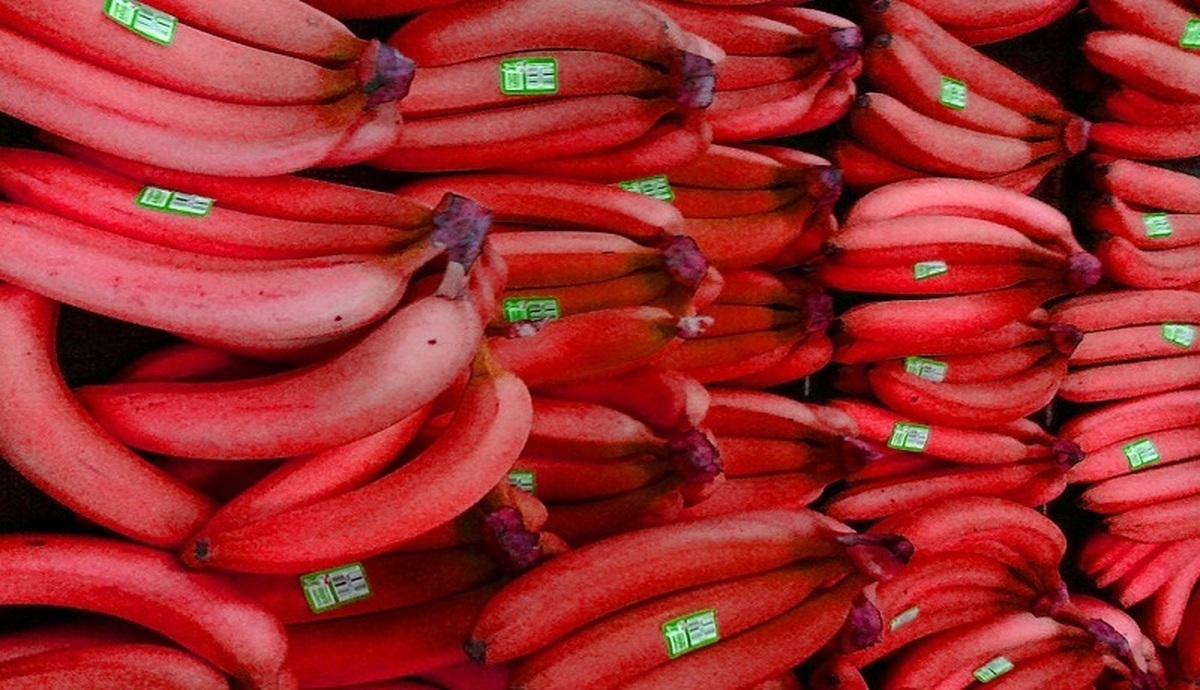 فواید باورنکردنی موز قرمز برای سلامتی فواید باورنکردنی موز قرمز برای سلامتی