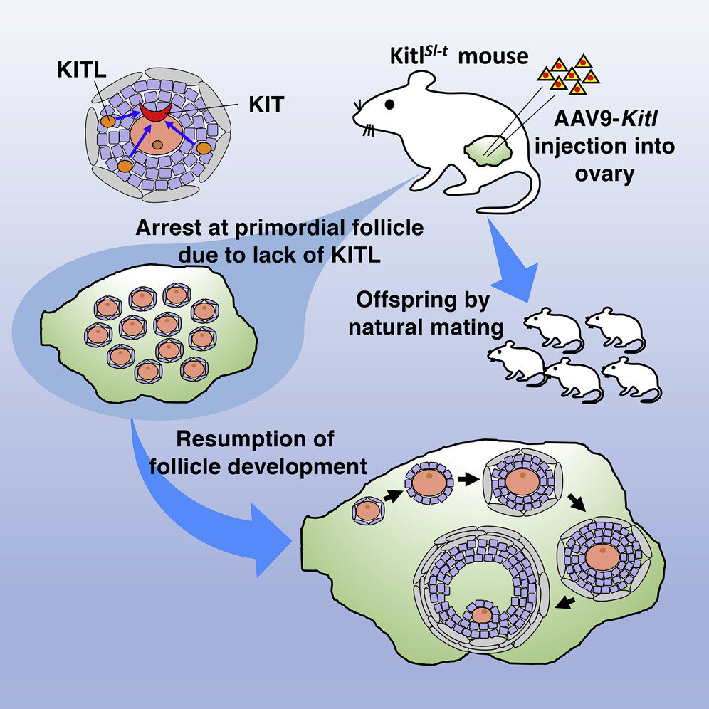 restoring-fertility-in