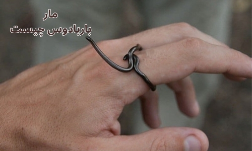 تصاویری از کوچکترین مار دنیا معروف به مار نخی