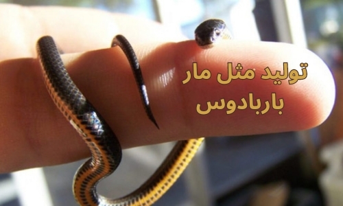 تصاویری از کوچکترین مار دنیا معروف به مار نخی