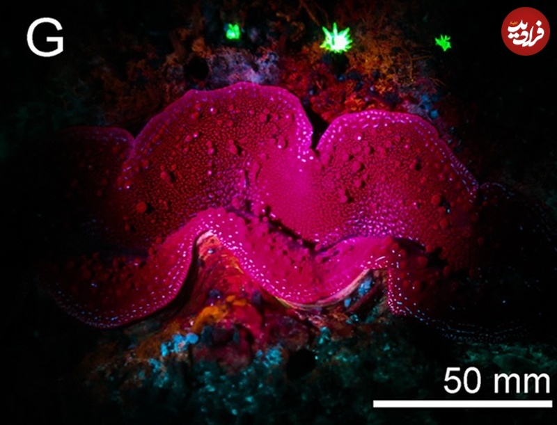 موجوداتی با درخشش‌های خیره‌کننده در اعماق دریا