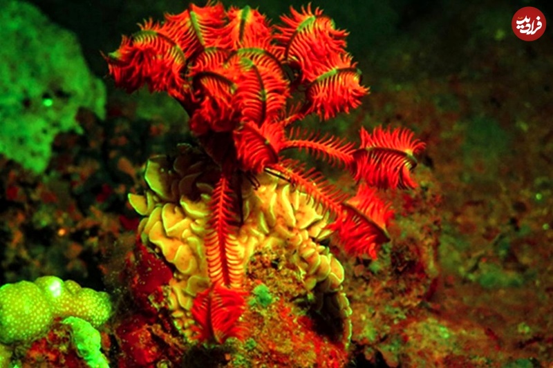 موجوداتی با درخشش‌های خیره‌کننده در اعماق دریا