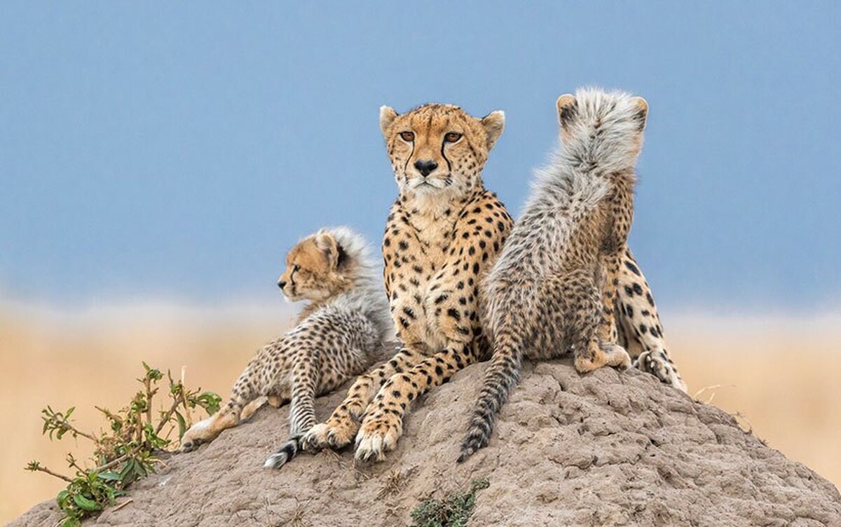 مشاهده دوباره «مهشاد» و خانوادهاش در توران