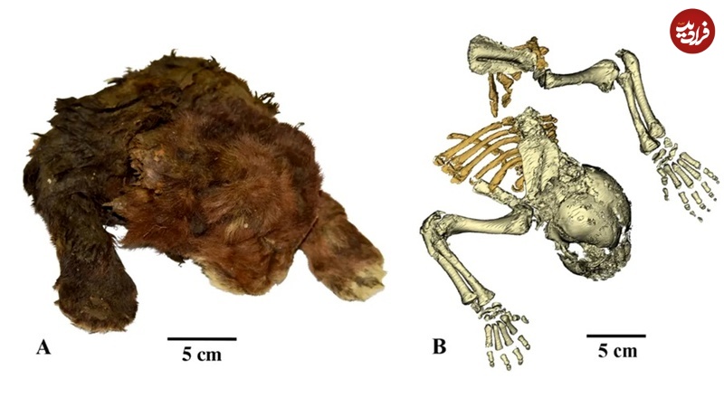گربه دندان‌شمشیری 35 هزارساله از زیر یخ‌ها بیرون آمد