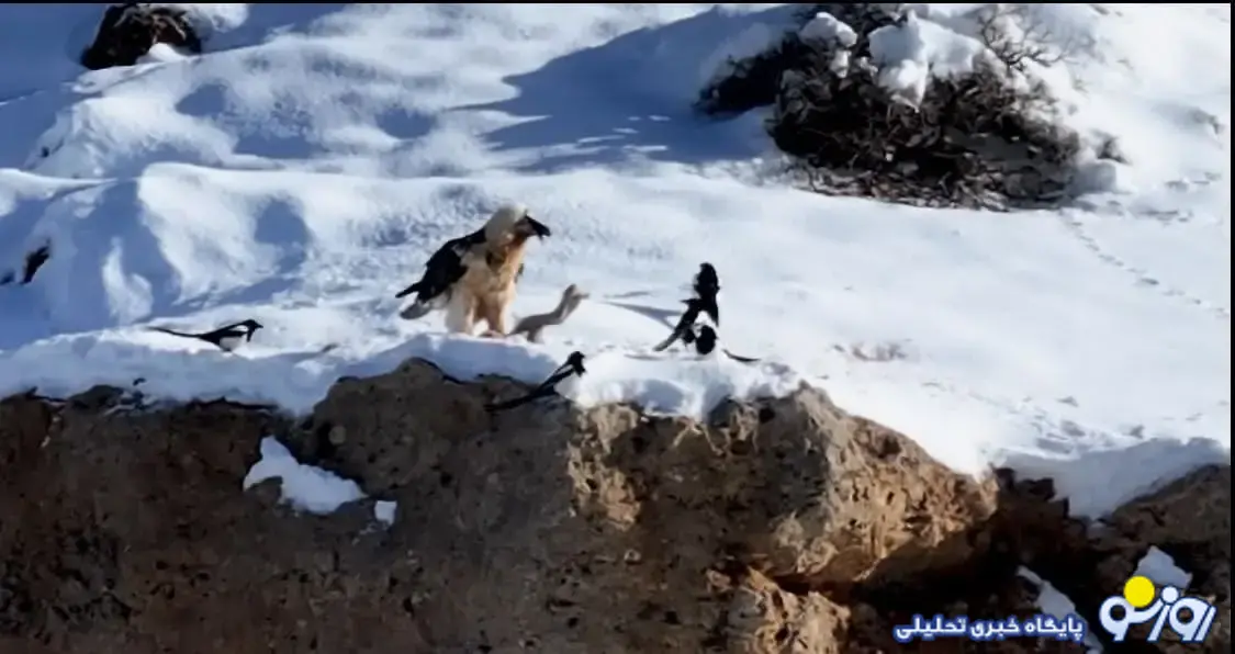 همای سعادت در کجا دیده شد؟