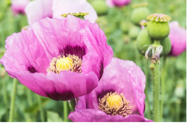 جایگزین شربت تریاک رونمایی شد