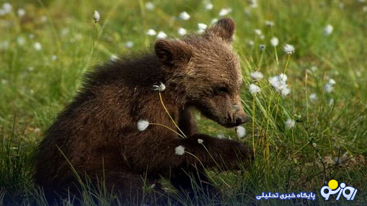 خرس کوچولویی که حالا معمایی بزرگ است!