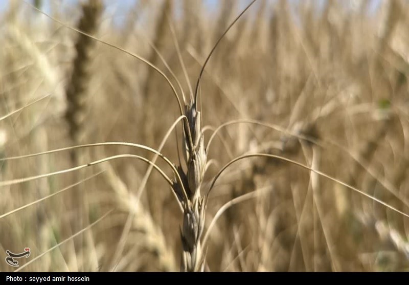 ارقام جدید گندم نان برای مناطق سردسیر رونمایی شد