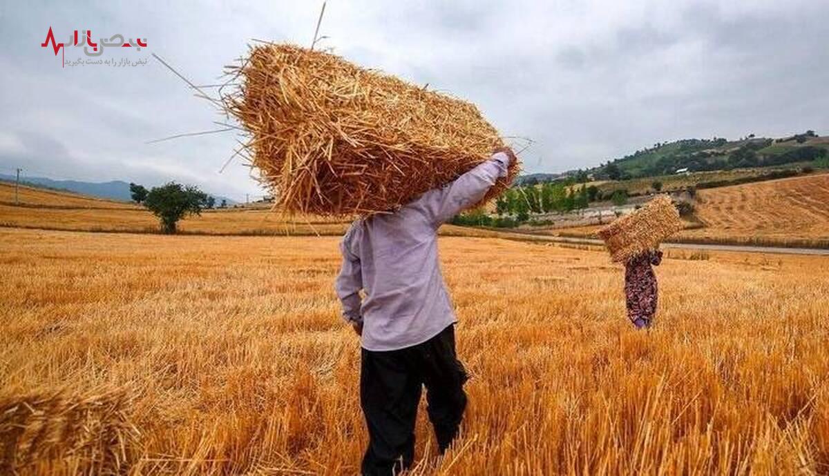 مطالبات گندم کاران ۴۸ ساعته پرداخت می‌شود؟