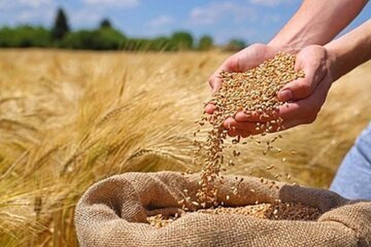 یک خبر مهم درباره پرداخت مطالبات گندمکاران+ اعلام جزییات