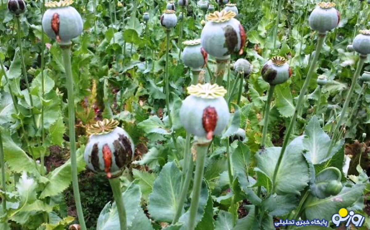 نماینده مجلسی که از کشت خشخاش در ایران استقبال کرد!