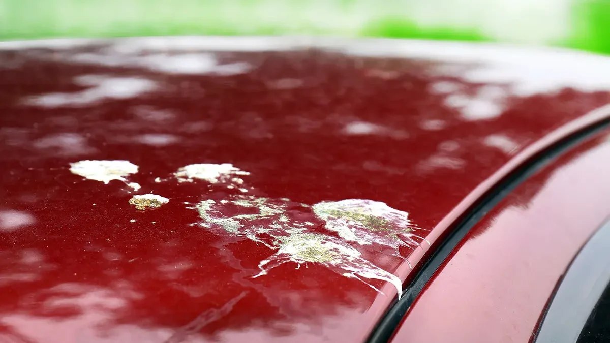 چقدر فضولات پرندگان به رنگ خودرو آسیب میزند؟